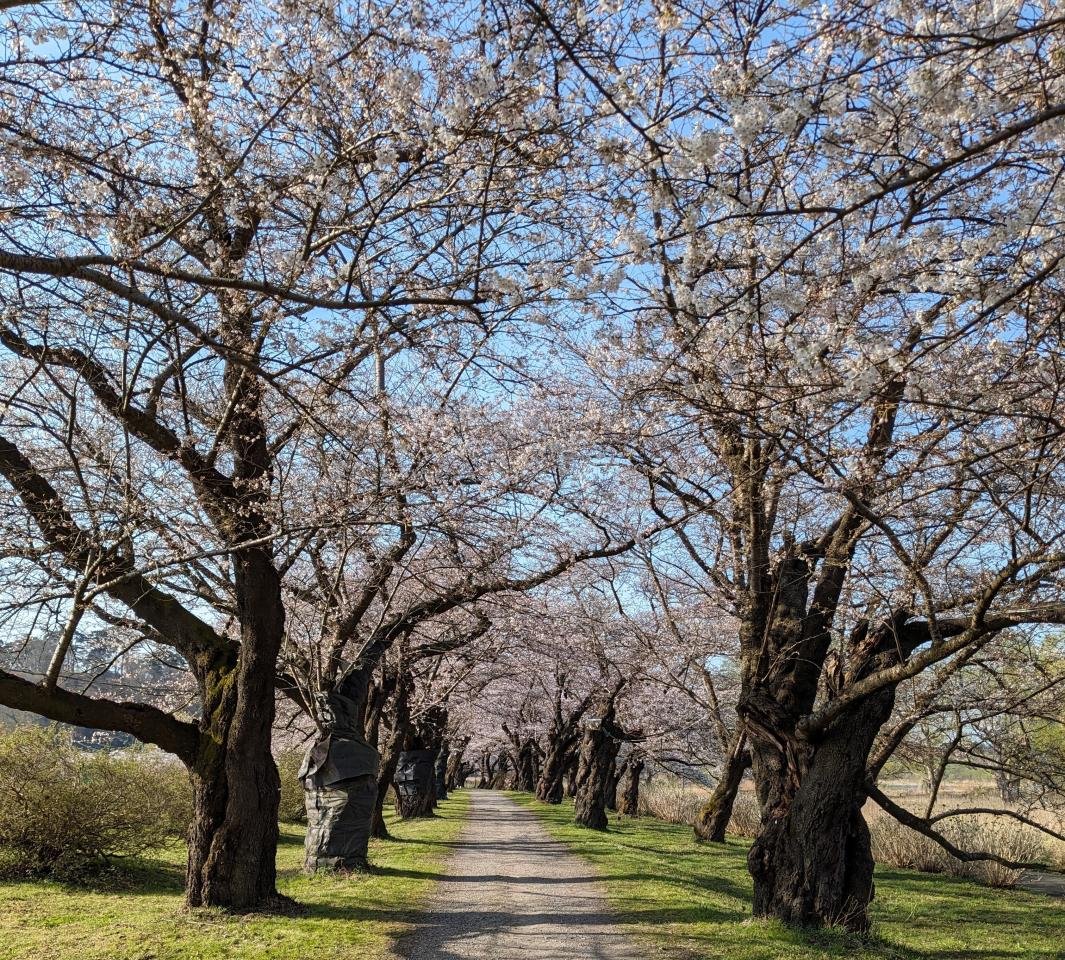 展勝地の桜並木